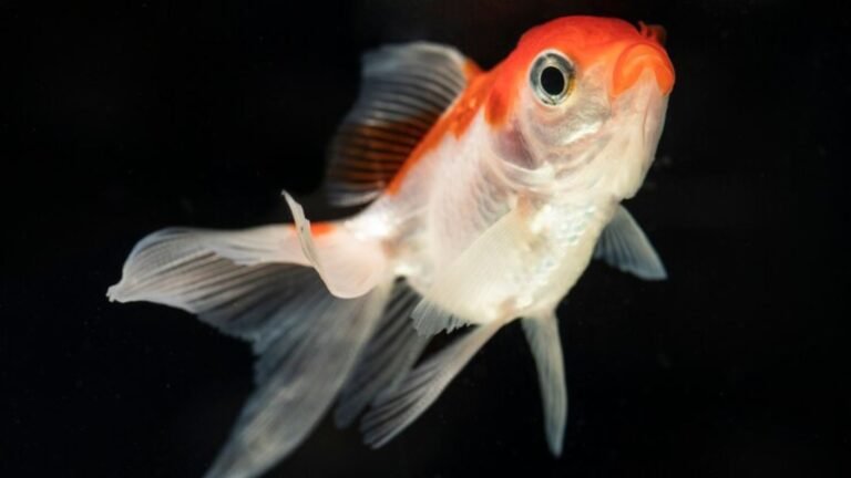 How Long Can Goldfish Go Without Food?